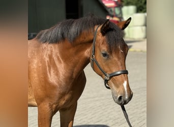 Kuc New Forest, Klacz, 3 lat, 146 cm, Gniada
