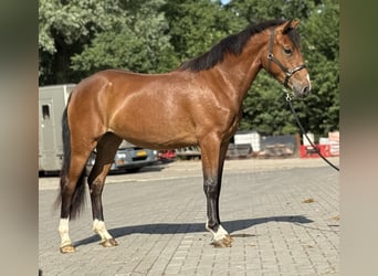 Kuc New Forest, Klacz, 3 lat, 146 cm, Gniada