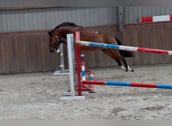 Kuc New Forest, Klacz, 3 lat, 146 cm, Gniada