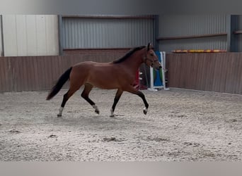 Kuc New Forest, Klacz, 3 lat, 146 cm, Gniada