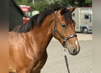 Kuc New Forest, Klacz, 3 lat, 146 cm, Gniada