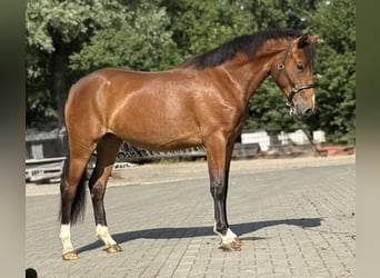 Kuc New Forest, Klacz, 3 lat, 146 cm, Gniada