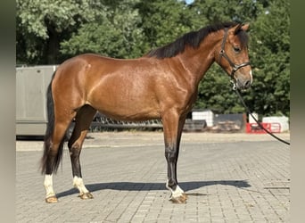 Kuc New Forest, Klacz, 3 lat, 146 cm, Gniada