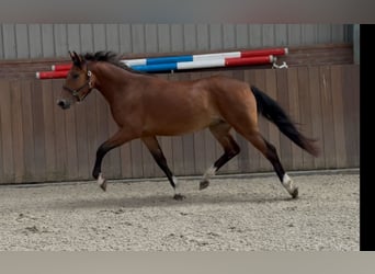 Kuc New Forest, Klacz, 3 lat, 146 cm, Gniada
