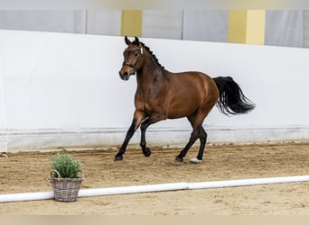 Kuc New Forest, Klacz, 3 lat, 148 cm, Gniada