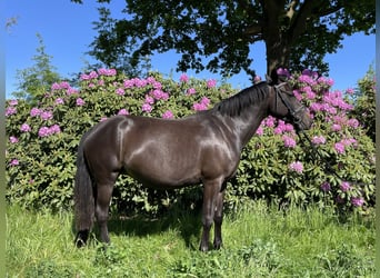 Kuc New Forest Mix, Klacz, 5 lat, 140 cm, Gniada
