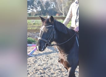 Kuc New Forest, Klacz, 6 lat, 138 cm, Kara