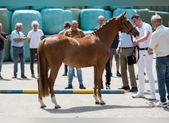 Kuc New Forest, Klacz, 6 lat, 142 cm, Kasztanowatodereszowata