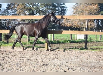 Kuc New Forest, Klacz, 7 lat, 138 cm, Kara