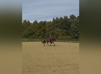 Kuc New Forest, Klacz, 7 lat, 142 cm, Gniada