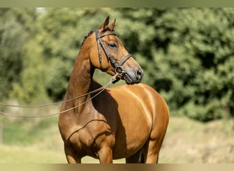 Kuc New Forest, Klacz, 7 lat, 142 cm, Gniada