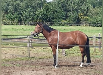 Kuc New Forest, Klacz, 8 lat, 142 cm, Gniada