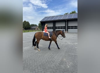 Kuc New Forest, Klacz, 8 lat, 143 cm, Gniada