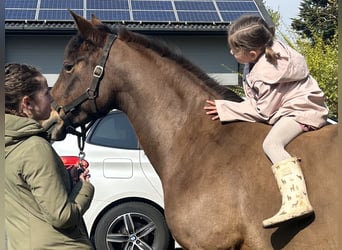 Kuc New Forest, Klacz, 8 lat, 143 cm, Gniada