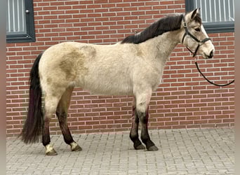 Kuc New Forest, Klacz, 9 lat, 146 cm, Bułana