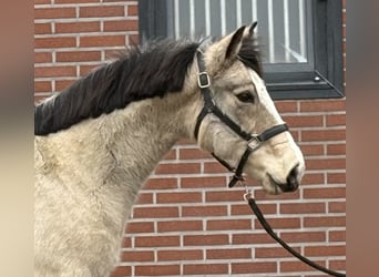 Kuc New Forest, Klacz, 9 lat, 146 cm, Bułana