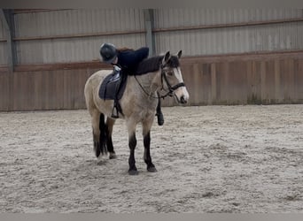 Kuc New Forest, Klacz, 9 lat, 146 cm, Bułana