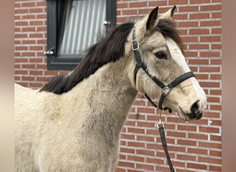 Kuc New Forest, Klacz, 9 lat, 146 cm, Bułana