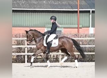 Kuc New Forest, Klacz, 9 lat, 147 cm, Gniada