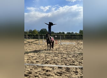 Kuc New Forest, Klacz, 9 lat, 148 cm, Skarogniada
