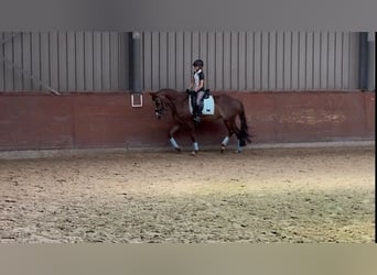 Kuc New Forest, Ogier, 10 lat, 149 cm, Ciemnokasztanowata