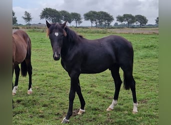 Kuc New Forest, Ogier, 1 Rok, 144 cm, Kara