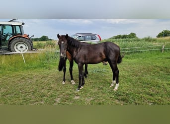 Kuc New Forest, Ogier, 1 Rok, 144 cm, Kara