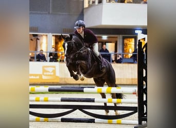 Kuc New Forest, Ogier, 8 lat, 146 cm, Kara