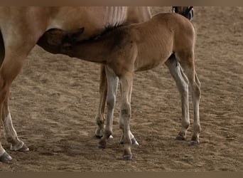 Kuc New Forest, Ogier, Źrebak (05/2025), 145 cm, Ciemnogniada