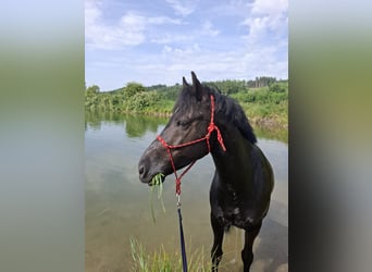Kuc New Forest, Wałach, 10 lat, 147 cm, Kara