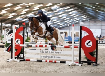 Kuc New Forest, Wałach, 10 lat, 153 cm, Srokata