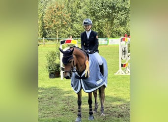 Kuc New Forest, Wałach, 11 lat, 148 cm, Gniada