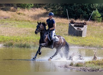 Kuc New Forest, Wałach, 14 lat, 144 cm, Ciemnogniada