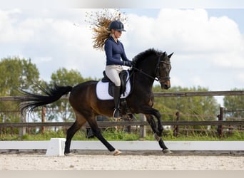 Kuc New Forest, Wałach, 14 lat, 144 cm, Ciemnogniada