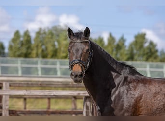 Kuc New Forest, Wałach, 14 lat, 144 cm, Ciemnogniada
