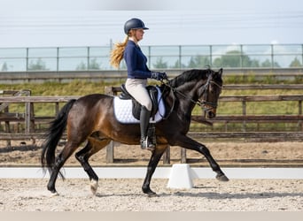 Kuc New Forest, Wałach, 14 lat, 144 cm, Ciemnogniada