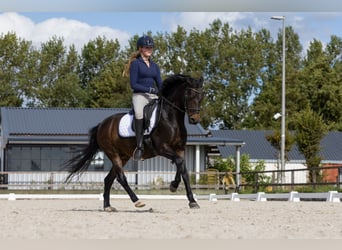 Kuc New Forest, Wałach, 14 lat, 144 cm, Ciemnogniada