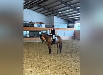 Kuc New Forest, Wałach, 14 lat, 146 cm, Gniada