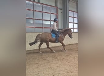 Kuc New Forest, Wałach, 16 lat, 152 cm, Kasztanowata