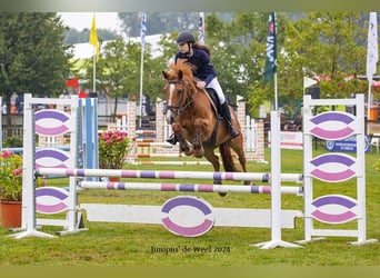 Kuc New Forest, Wałach, 17 lat, 144 cm, Kasztanowata