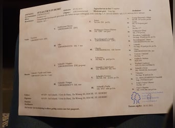 Kuc New Forest, Wałach, 2 lat, Ciemnokasztanowata