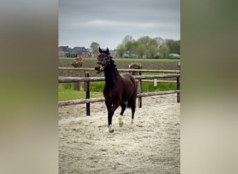 Kuc New Forest, Wałach, 3 lat, 143 cm, Ciemnogniada