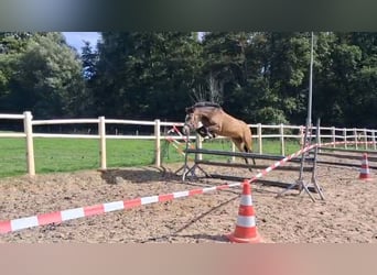 Kuc New Forest, Wałach, 3 lat, 144 cm, Jelenia