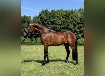 Kuc New Forest, Wałach, 3 lat, 146 cm, Gniada