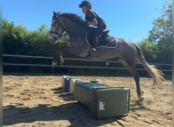 Kuc New Forest, Wałach, 4 lat, 140 cm, Siwa