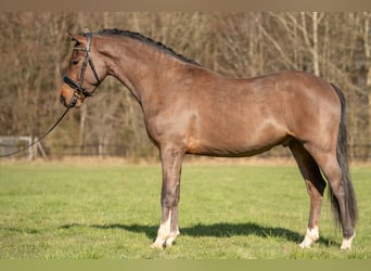 Kuc New Forest, Wałach, 4 lat, 146 cm, Gniada