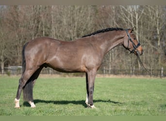 Kuc New Forest, Wałach, 4 lat, 146 cm, Gniada