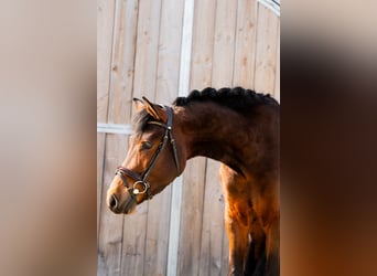 Kuc New Forest, Wałach, 4 lat, 147 cm, Ciemnogniada