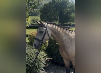 Kuc New Forest, Wałach, 5 lat, 138 cm, Jelenia