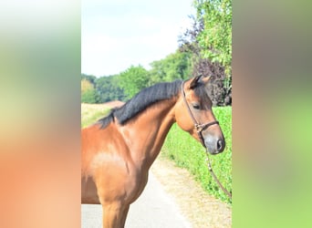 Kuc New Forest, Wałach, 5 lat, 146 cm, Gniada